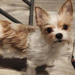 Fawn - Yorkshire Terrier