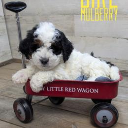Mulberry - Black and white female Bernedoodle puppy in Cambridge, Minnesota from Country Meadow Doodles
