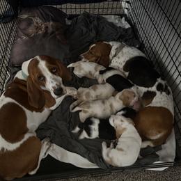 Basset Hound puppies from Texas Rose Basset’s