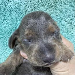 Blue boy AKC - Blue and tan male Dachshund puppy in Fayetteville, Pennsylvania from PA's Darling Doxies