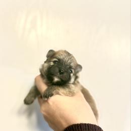 Peaches - Orange sable female Pomeranian puppy in Lillington, North Carolina from Dignified Poms