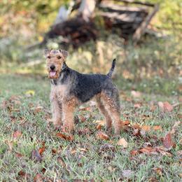 Nyah - Welsh Terrier