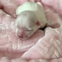 AKC Libby - White female Maltese puppy in Charleston, West Virginia from Mountain State Puppies