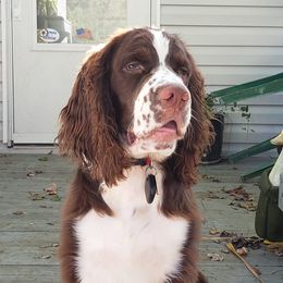 English Springer Spaniels from Wolfe Clan English Springer Spaniels