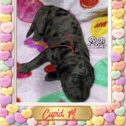 Cupid - Merle male Goldendoodle puppy in Simpsonville, South Carolina from D & D Golden Doodles, LLC