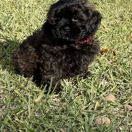 Kami boy 1 - Brown male Shihpoo puppy in Bay City, Texas from Billy's Puppies