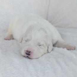 Black - White male Great Pyrenees puppy in Yakima, Washington from Naches Heights Ranch
