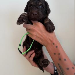 Boys - Phantom male Poodle puppy in Ponce De Leon, Florida from Above the Standard Dogs