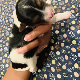 Yorkipoo and Yorkshire Terrier Puppies from Bougie Paws llc