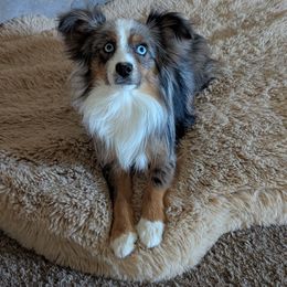 Toy Australian Shepherd puppies from LJK Boxers & Toy Aussies
