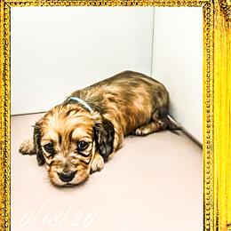 Queen Mary - Cream female Dachshund puppy in Splendora, Texas from Ram’s Kennels