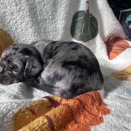 Winston - Dapple male Dachshund puppy in Paso Robles, California from Nicole's Dachshunds