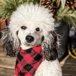 Bernedoodles, Boxers, and Poodles from Dakota Prairie Pups