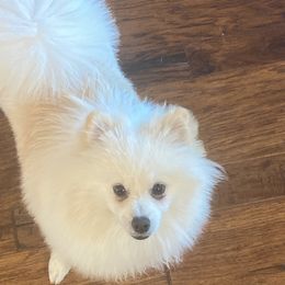 Alfie - Cream Pomeranian puppy in Willis, Texas from Holcomb's Pomeranians