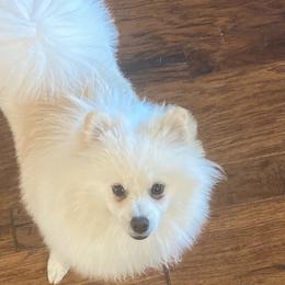 Alfie - Cream Pomeranian puppy in Willis, Texas from Holcomb's Pomeranians