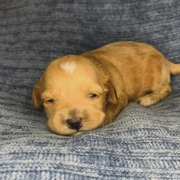 Ruby - Golden female Cockapoo puppy in Bedford, Iowa from Our Father’s Doodles