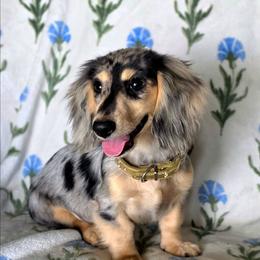 MABLE MAE - Dapple female Dachshund puppy in Lexington, Oklahoma from Long Doggy Acres Miniature Dachshunds
