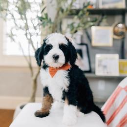 Peach - Tri-color male Bernedoodle puppy in Murray, Utah from Sun Valley Doodles