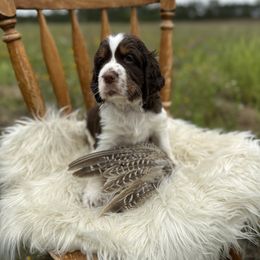 English Springer Spaniel Puppies from Currahee Fields Springers