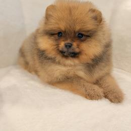 Fluttershy - Red sable female Pomeranian puppy in Gilroy, California from Belt Fed Kennels