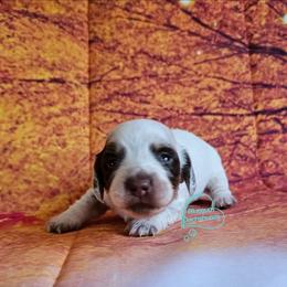 Felicity long haired chocolate pie girl (3300) - Piebald female Dachshund puppy in Herald, California from Bluegum Dachshunds