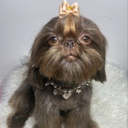 Taily - Shih Tzu