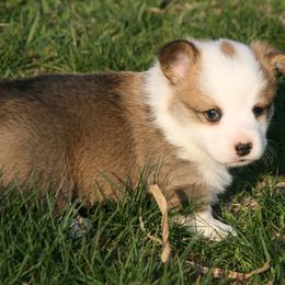 Miniature Australian Shepherd and Pembroke Welsh Corgi Puppies from Dakota Toy Aussies