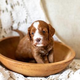 Blossom (light pink) - Red  female Goldendoodle puppy in Apopka, Florida from The Classic Doodle