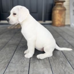 Labrador Retriever Puppies from Fire & Ice Labradors