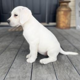 Labrador Retriever Puppies from Fire & Ice Labradors