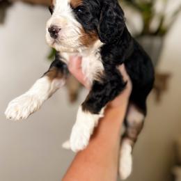 Vinson - Tri-color male Bernedoodle puppy in Ammon, Idaho from Little Stone Bernedoodles