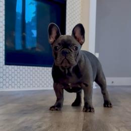 Elizabeth - White and brindle female French Bulldog puppy in Willis, Texas from Maranda Cianceruso