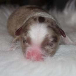 Astro - Red merle male Australian Shepherd puppy in Star City, Arkansas from Circle P Farm Australian Shepherds