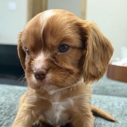 Sterling - Chocolate male Cavalier King Charles Spaniel puppy in Laurel, Mississippi from Malu Lani Cavaliers