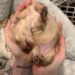 Hera Full AKC Female 3 - Cream female Dachshund puppy in Erie, Michigan from Champagne’s Grinch Toe’d Dachshunds