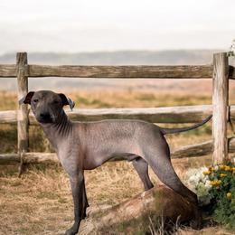 Cash - Xoloitzcuintli