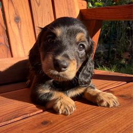 Twin - Black and tan female Dachshund puppy in Santa Rosa, California from Signature Mini Dachshunds