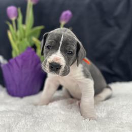 Great Dane Puppies from Catskills Greatest Danes