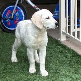 Roxi - Light golden female Golden Retriever puppy in Phoenix, Arizona from Ashrose Kennels