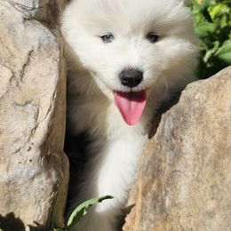 Samoyed Puppies from Rocky Mountain Samoyeds