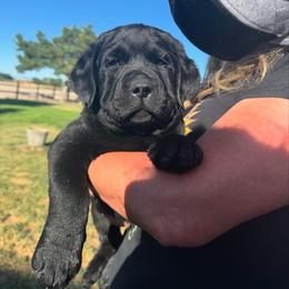 Labrador Retriever Puppies from Blue Line Labradors