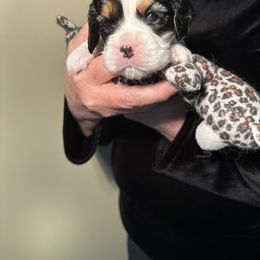 Cavalier King Charles Spaniel Puppies from Blessed Cavaliers