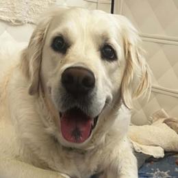 Piper - Golden Retriever