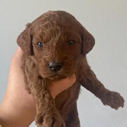 Abby - Red female Cavapoo puppy in Pasco, Washington from Beth's Cavapoos