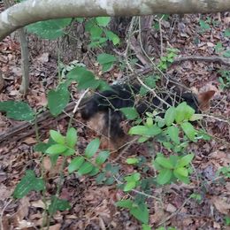 Australian Terrier and Cairn Terrier All Grown Up from Cedar Forrest Terriers LLC (Cairns & Australian Terriers)