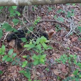 Australian Terrier and Cairn Terrier All Grown Up from Cedar Forrest Terriers LLC (Cairns & Australian Terriers)