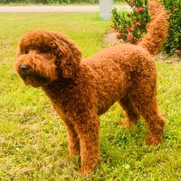 Benji - Goldendoodle