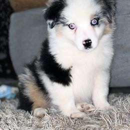 Bill - Blue merle Miniature Australian Shepherd puppy in Jonesboro, Texas from A6 Mini Aussies