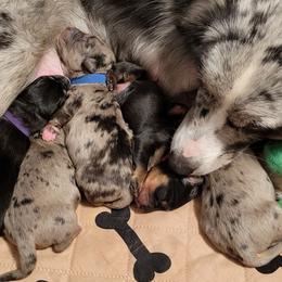 Australian Shepherd and Miniature Australian Shepherd Puppies from Cara Harker