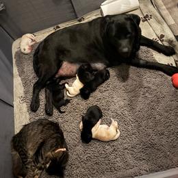Black male 2 - Black male Labrador Retriever puppy in Menifee, California from The Golden Leash Kennels